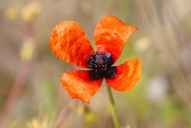 National Botanical Conservatory of Brest
