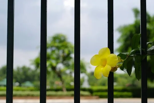 Rozárium M. H. Chotekovej Medolandia