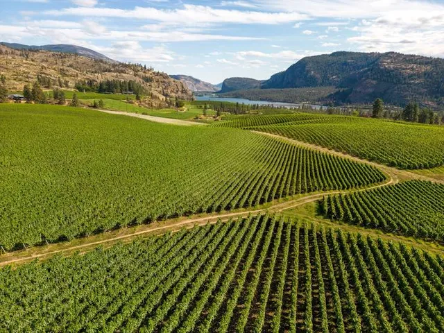 Blue Mountain Vineyard and Cellars