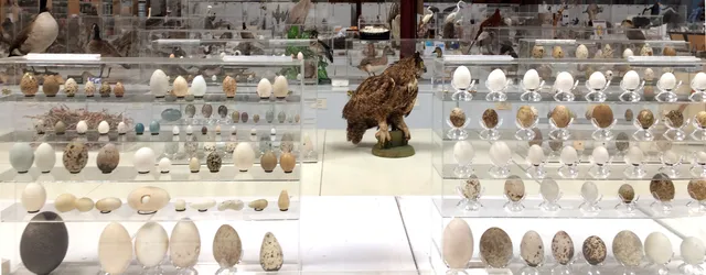 Western Foundation of Vertebrate Zoology