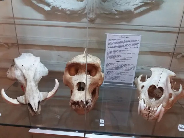 Museo Orientale Umberto Scerrato