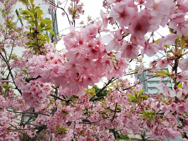 Higashida playground