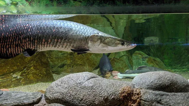 The Top Boutique Aquarium