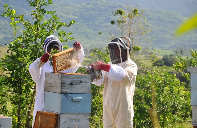 Bulaccino Organic Farm, Nadi