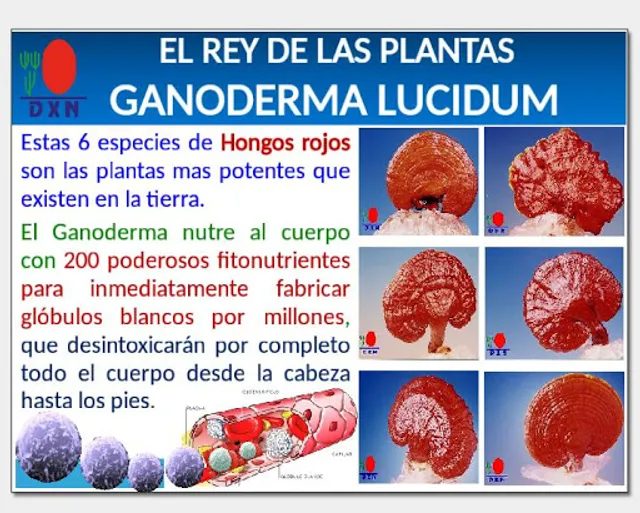 DXN PUEBLA DISTRIBUIDOR