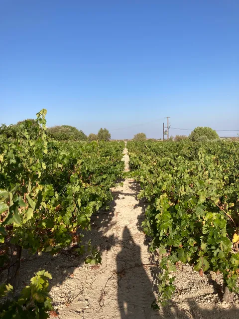 D. Yiaskouris Winery Ltd