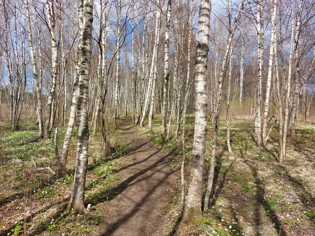 Kurgla tiikide õppe-matkarada