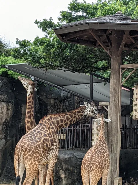 Giraffe Feeding Platform