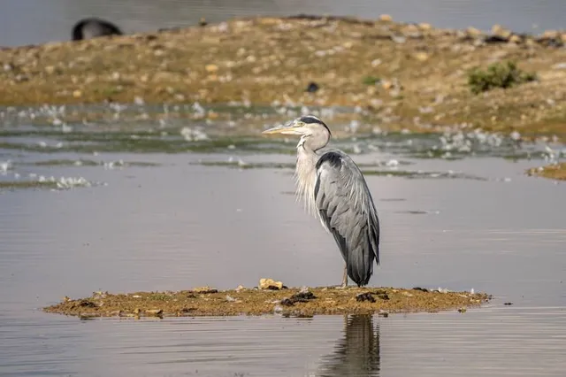 Beddington Farmlands