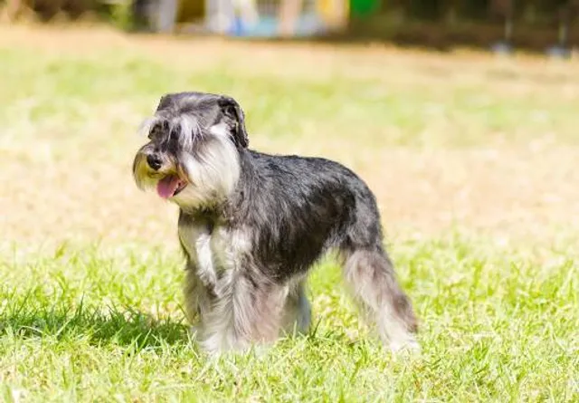Região Geográfica Imediata de Videira