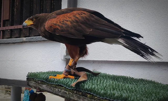 ZOO Siky Ranch, Christophe Keller