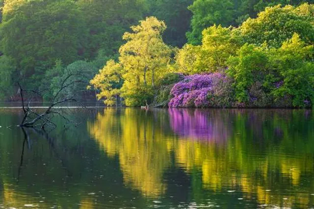 Bolam Lake Country Park