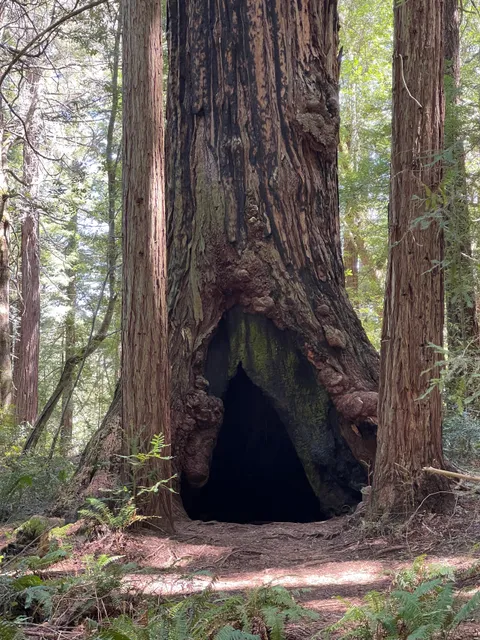 LandPaths Grove of Old Trees