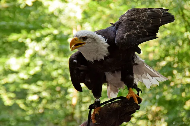 Falknerei Bergisch Land
