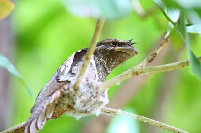 Rajah Sikatuna National Park