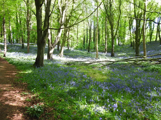 Portglenone Forest Park