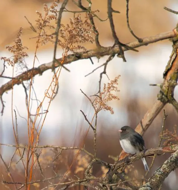 Heron Creek Forest Preserve