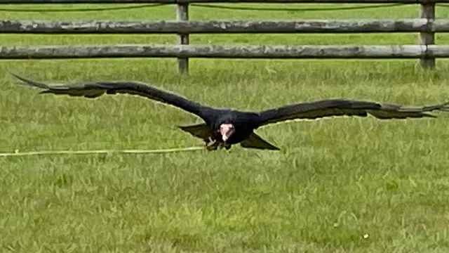 Hawkridge Bird of Prey Centre