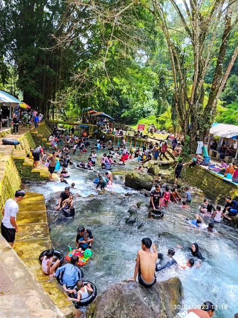 Hutan Pinus Cipaniis