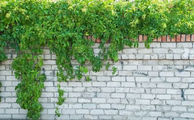 One Tree Hill Garden