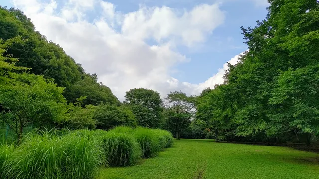Jindai temple nature reserve