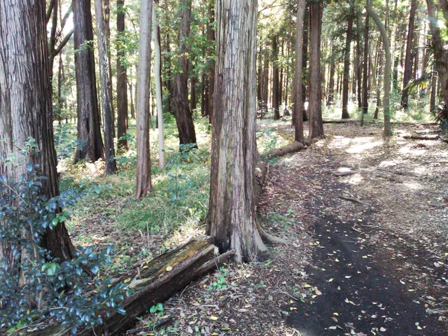 Nagamine Nature Forest