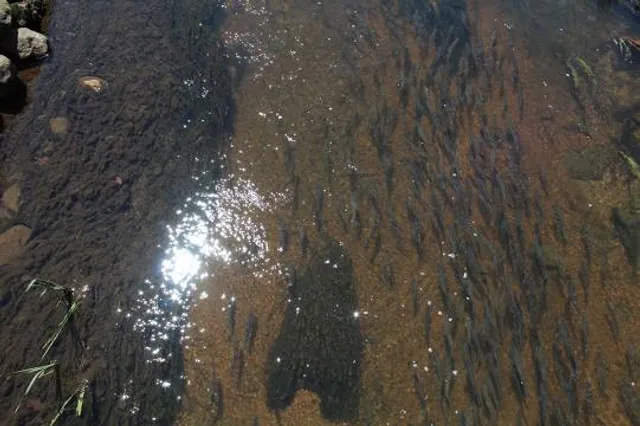 Herring Run Recreation Area