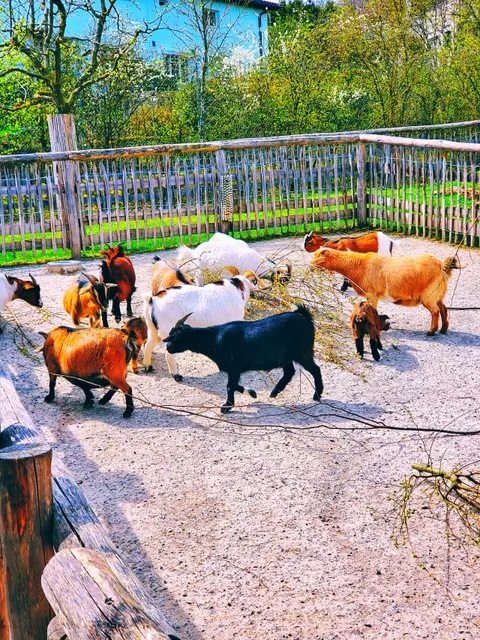 Zoolino