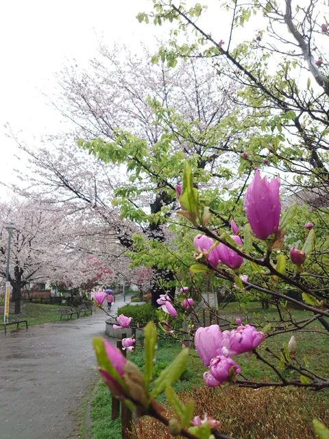 Shinjuku City Tomihisa Sakura Park