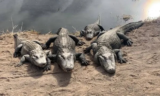 Colorado Gators Reptile Park