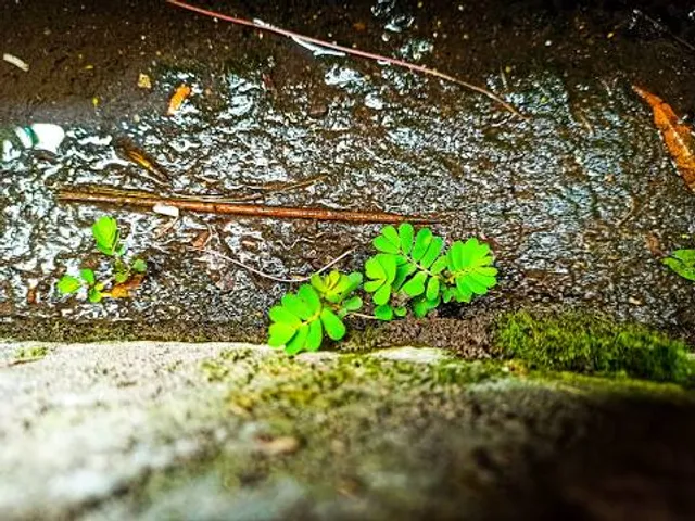 Botanic Garden at Georgia Southern University