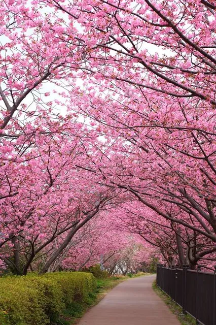 Gojo River Sakura-namiki Cherry Tree Lined Path