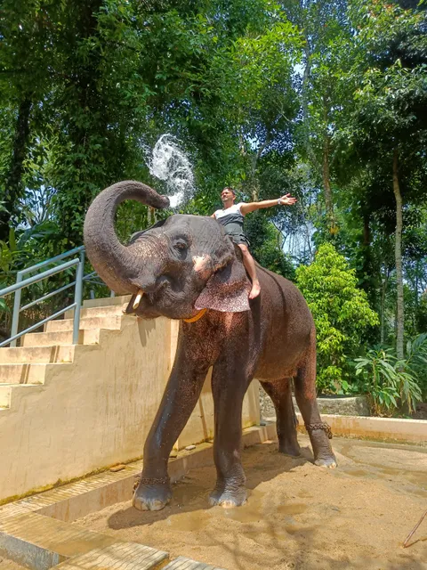 Kalpavanam Elephant Park, Thekkady - Elephant Safari and Bath