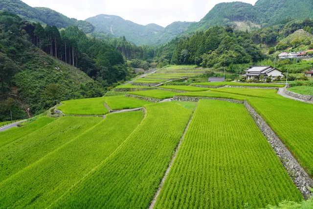 Rice Terraces of Take area