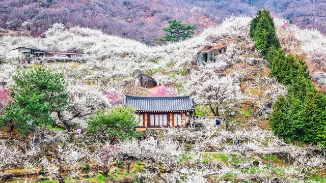 Gwangyang Maehwa Village