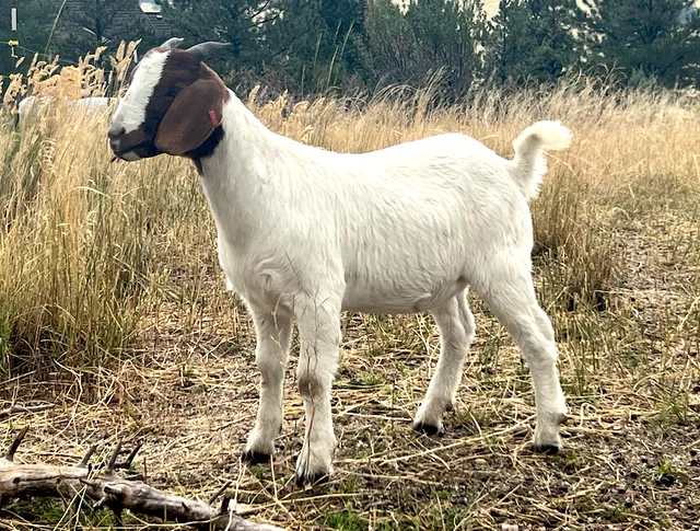 Hillis Family Farms LLC