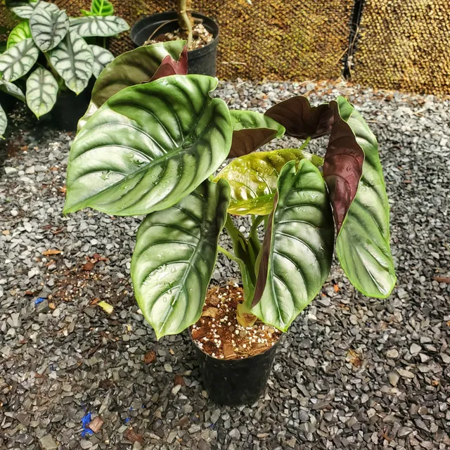 Mun Garden | Vườn Kiểng Lá Giữa Lòng Thành Phố 🌿