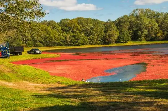 Cape Cod Cranberry Bog Tours