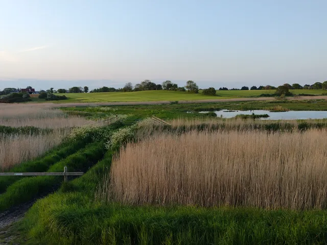 Hen Reedbeds