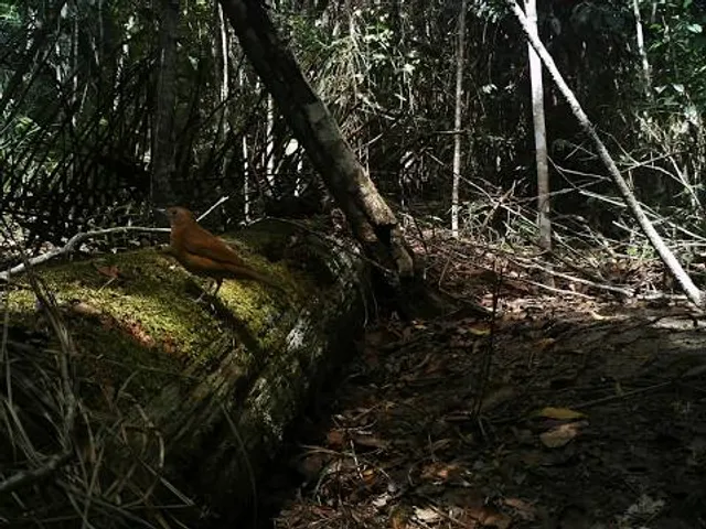 Biological Reserve Sooretama