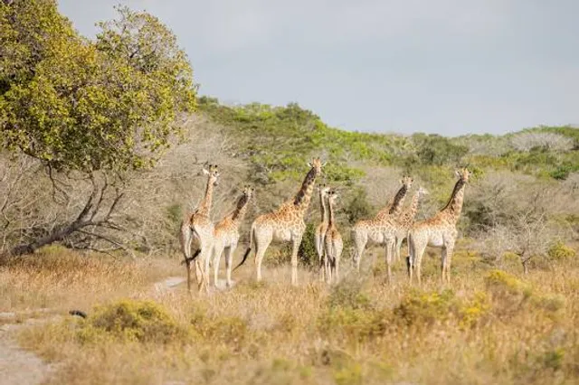 Maputo National Park