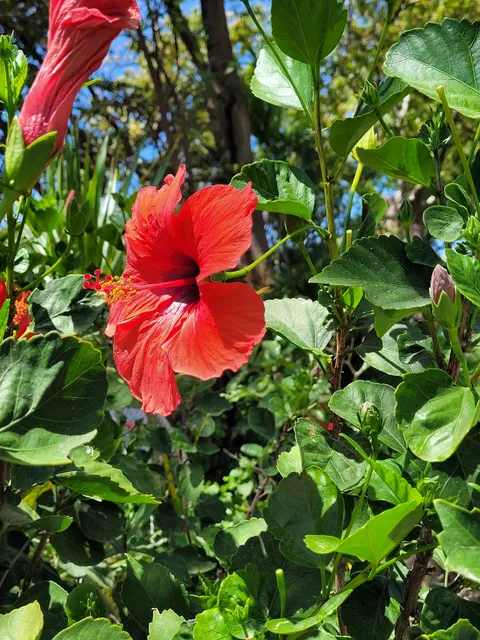 Montserrat National Trust
