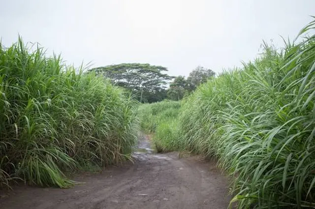 Waihe‘e Coastal Dunes and Wetlands Refuge