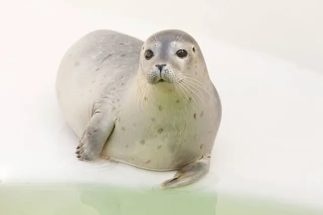 Dunes of Texel National Park