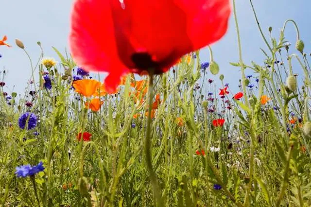 Museum of Impressionism Giverny
