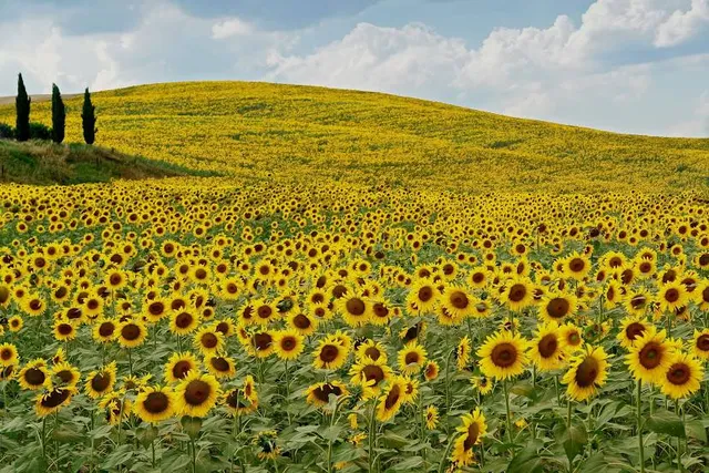 Campo dei Girasoli