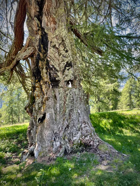 Plus Vieux Mélèze d'Europe / Lärchen von Balavaux