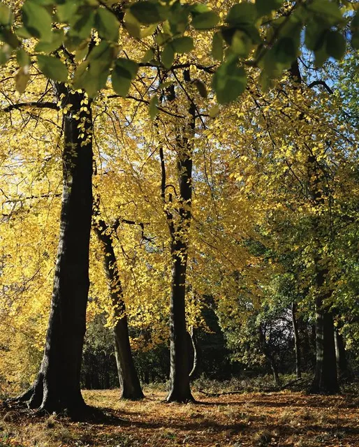 Isabella and Jarogniew Drwęski Park