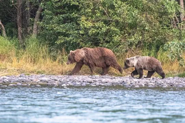 Serinsim Substation, Kinabalu Park