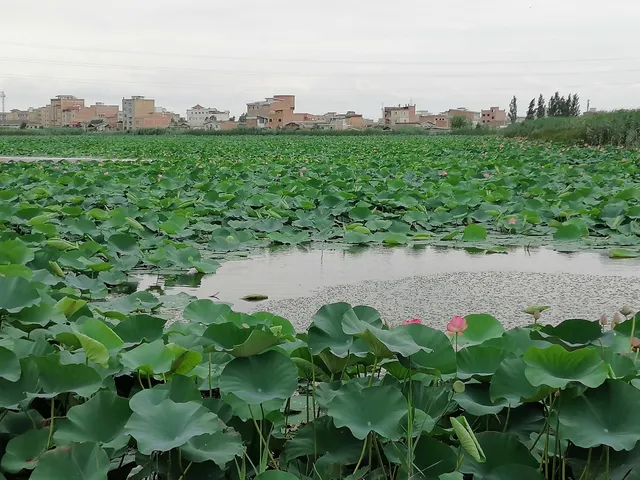 Niloofar Abi Babol Wetland